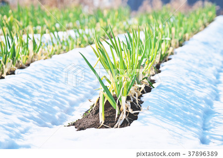 Green onion standing in the snow 37896389