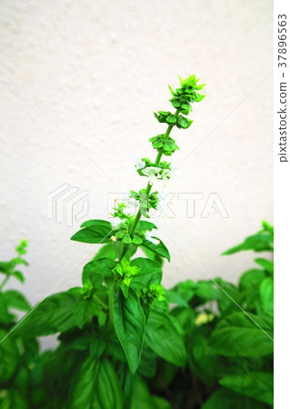 Sweet basil Sweet basil 37896563
