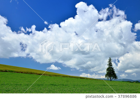 Biei no Oka Biei no Oka 37896886