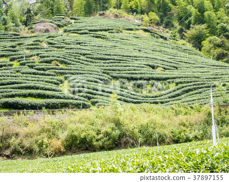 阿里山國家風景區台灣阿里山茶園 阿里山國家風景區台灣阿里山茶園 37897155