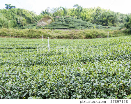 阿里山國家風景區台灣阿里山茶園 37897158