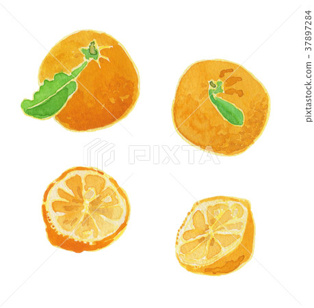citrus junos yuzu watercolor 37897284