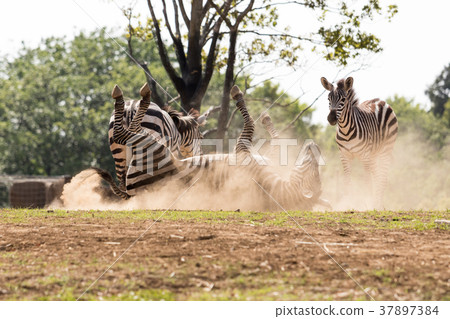 Bathing in the sand of a zebra 37897384