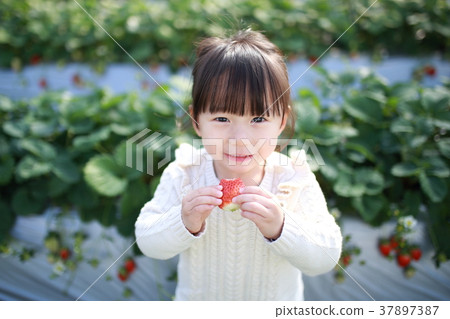 草莓採摘（兒童嬰幼兒女性草莓草莓草莓水果水果休閒黑膠屋甜點） 37897387