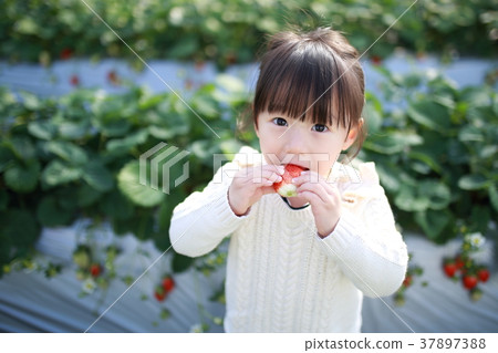 草莓採摘（兒童嬰幼兒女性草莓草莓草莓水果水果休閒黑膠屋甜點） 37897388