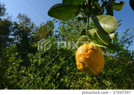 Citrus aurantium fruits, Dolce del Gargano. Family Citrus aurantium fruits, Dolce del Gargano. Family 37897397