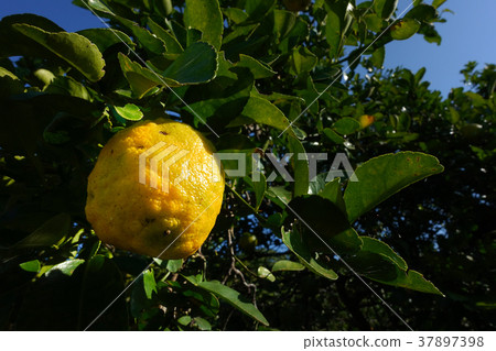 Citrus aurantium fruits, Dolce del Gargano. Family 37897398
