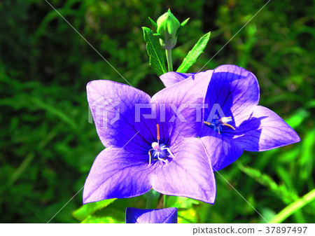 菊花的花朵 37897497