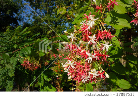 Bouquet of Pink and White Rangoon Creeper Flower 37897535