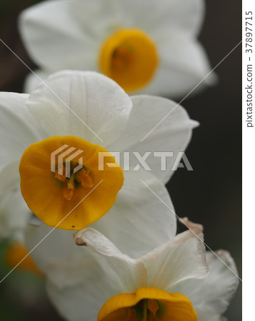 Narcissus 37897715