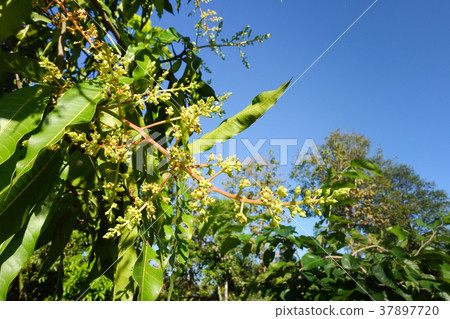 mango flower on tree 37897720
