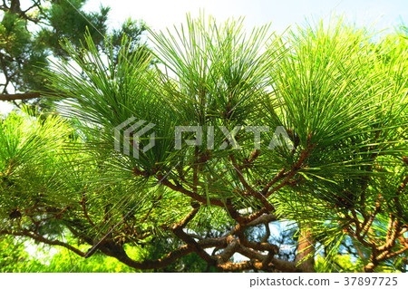藍天的風景與杉木針的 藍天的風景與杉木針的 37897725