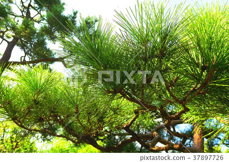 藍天的風景與杉木針的 藍天的風景與杉木針的 37897726