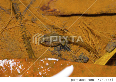 Indian Skipper Frog tadpole, Skittering Frog Indian Skipper Frog tadpole, Skittering Frog 37897731