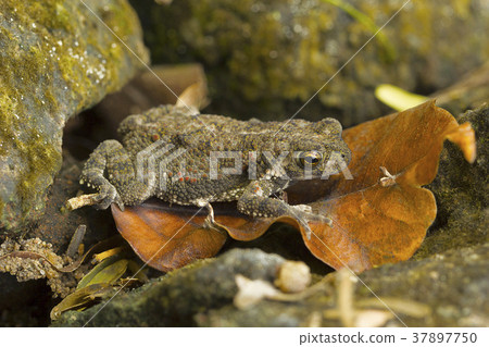 Toad. Location of image : Pondicherry, Tamil Nadu 37897750