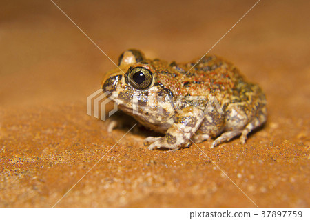 Indian Burrowing Frog. Sphaerotheca breviceps 37897759