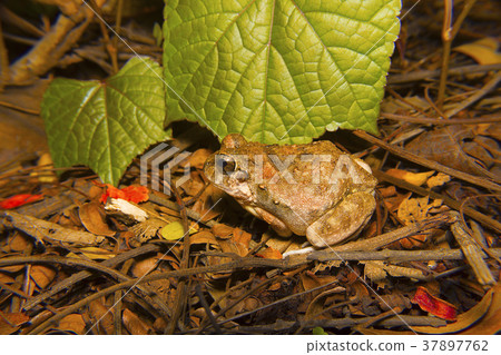 Indian Burrowing Frog, Sphaerotheca breviceps 37897762