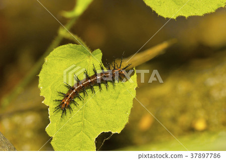 Tawny coster butterfly caterpillar, Acraea 37897786