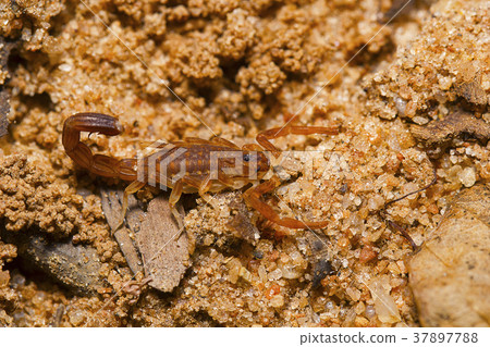 Scorpion sp, Tamilnadu, India. 37897788