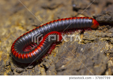 Red millipede, DiplopodaLocation:- Pondicherry 37897789