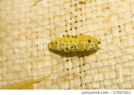 Common Jezebel, Delias eucharis, Pieridae Common Jezebel, Delias eucharis, Pieridae 37897801