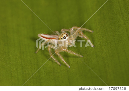 Two Striped Spider Female, Telemonia dimidata Two Striped Spider Female, Telemonia dimidata 37897826