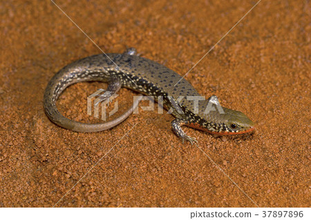 Many-keeled Grass Skink, Eutropis carinata 37897896