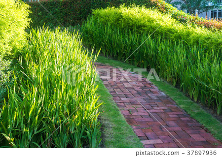 brick walk way on green grass in morning 37897936