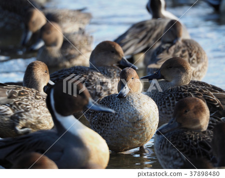 茨城縣北浦的鴨群 37898480