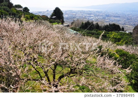 小田原市蘇我山盛開的白梅和小田原方向視圖 37898495