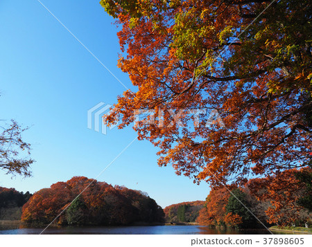 A pond with beautiful autumn leaves 37898605