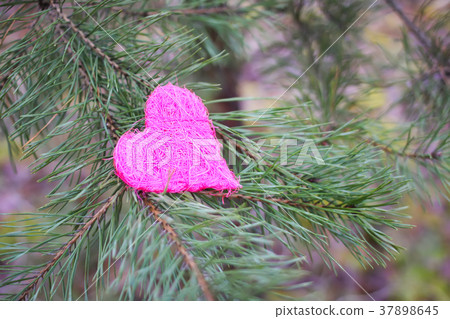 Decorative heart on pine tree branches outdoors. Decorative heart on pine tree branches outdoors. 37898645