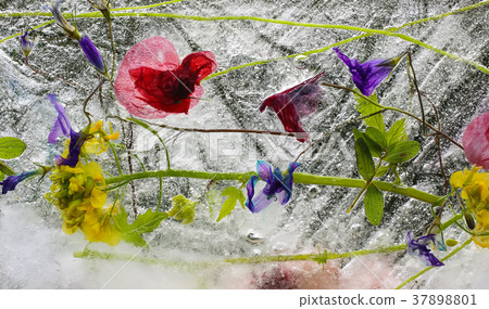 Ice cube with flowers on green grass at summer. Ice cube with flowers on green grass at summer. 37898801