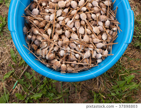 Dried poppy pods in a plastic cup. Dried poppy pods in a plastic cup. 37898803