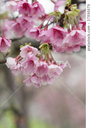 寒櫻綻放 37898879