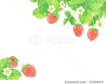 Strawberry watercolor illustration 37899078