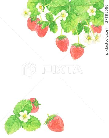 Strawberry watercolor illustration Strawberry watercolor illustration 37899080