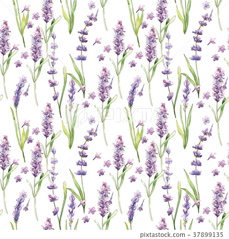 Wildflower lavender flower pattern in a watercolor 37899135