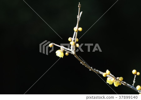 黑色背景花 37899140
