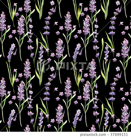 Wildflower lavender flower pattern in a watercolor Wildflower lavender flower pattern in a watercolor 37899151