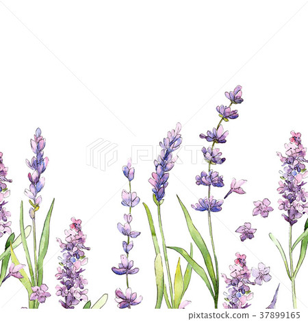 Wildflower lavender flower frame in a watercolor Wildflower lavender flower frame in a watercolor 37899165