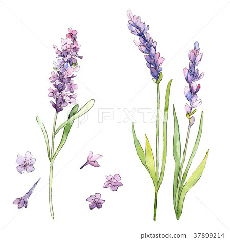 Wildflower lavender flower in a watercolor style Wildflower lavender flower in a watercolor style 37899214