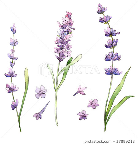 Wildflower lavender flower in a watercolor style 37899218