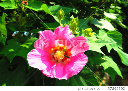 不是必需的(芙蓉) 不是必需的(芙蓉) 37899302