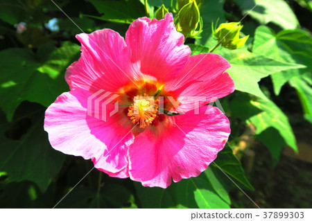 不是必需的(芙蓉) 不是必需的(芙蓉) 37899303