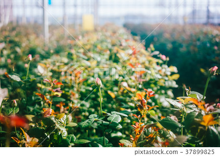 Greenhouse roses growing under daylight. 37899825