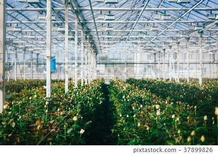 Greenhouse roses growing under daylight. 37899826