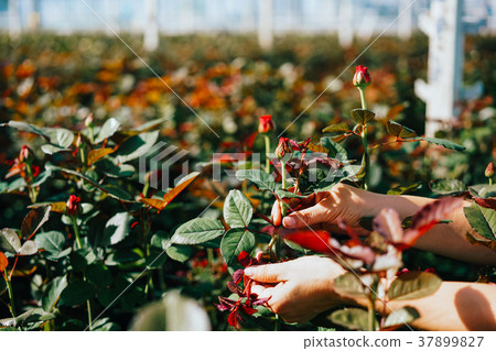 Someone is cutting a rose in a greenhouse 37899827