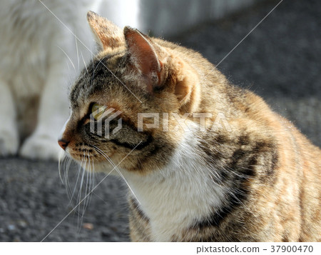 流浪貓 37900470