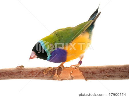 Gouldian finch in studio 37900554